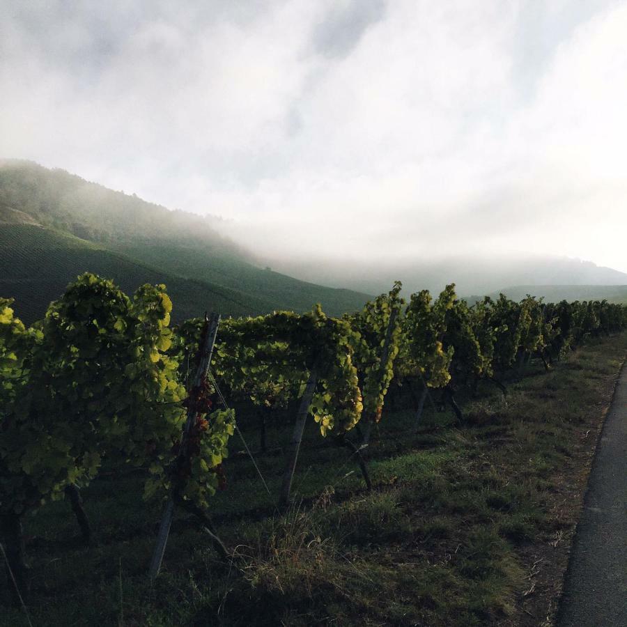 איפהופן Weingut Gaestehaus Weigand מראה חיצוני תמונה